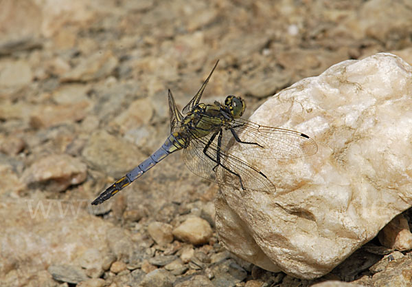 Großer Blaupfeil (Orthetrum cancellatum)