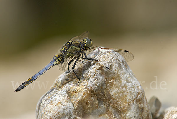 Großer Blaupfeil (Orthetrum cancellatum)