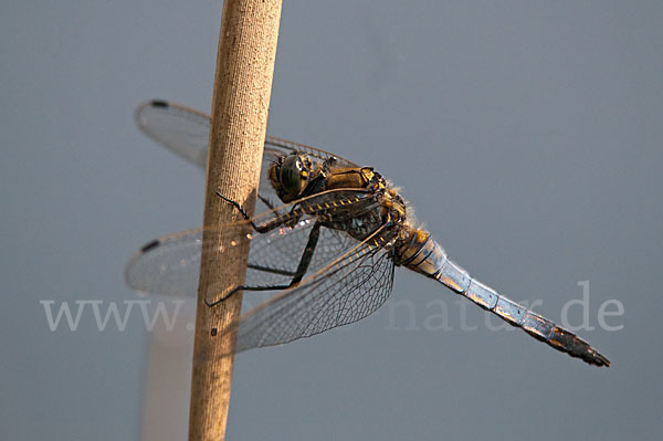 Großer Blaupfeil (Orthetrum cancellatum)