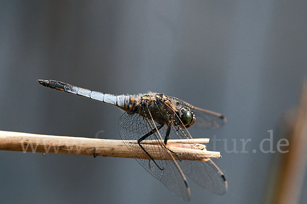 Großer Blaupfeil (Orthetrum cancellatum)