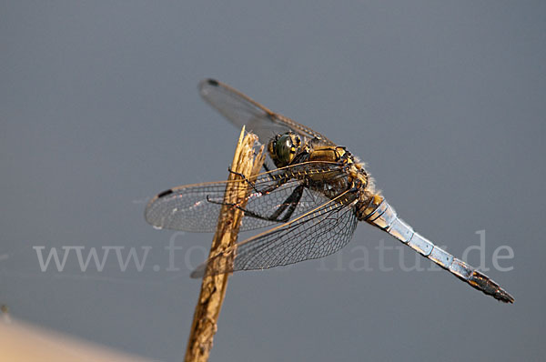 Großer Blaupfeil (Orthetrum cancellatum)