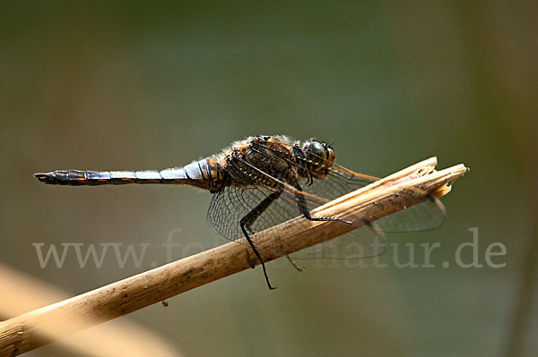 Großer Blaupfeil (Orthetrum cancellatum)