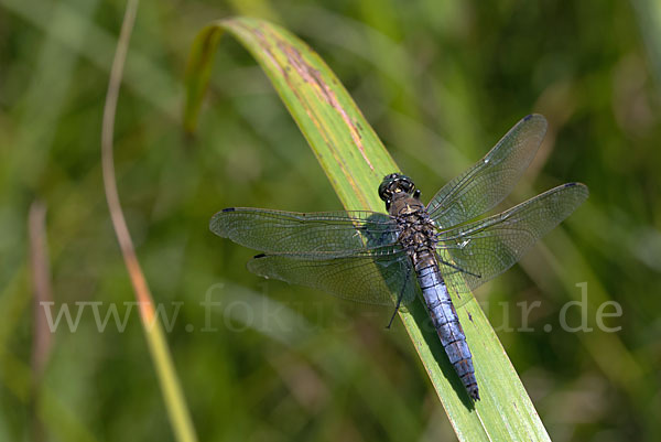 Großer Blaupfeil (Orthetrum cancellatum)