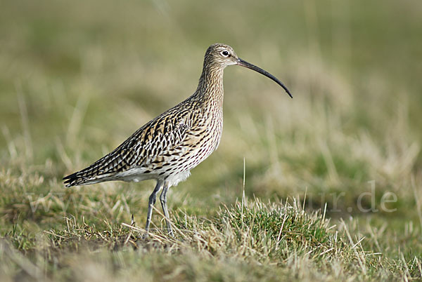 Großer Brachvogel (Numenius arquata)