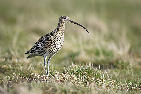 Großer Brachvogel (Numenius arquata)