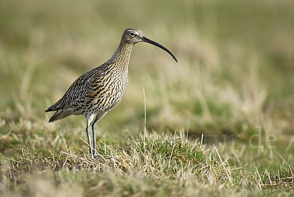 Großer Brachvogel (Numenius arquata)