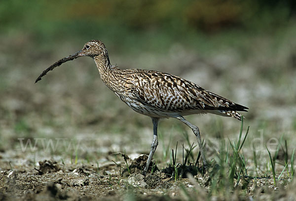 Großer Brachvogel (Numenius arquata)