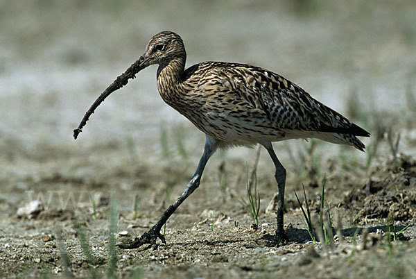 Großer Brachvogel (Numenius arquata)