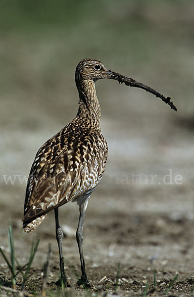 Großer Brachvogel (Numenius arquata)