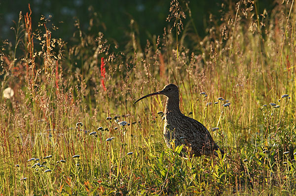 Großer Brachvogel (Numenius arquata)