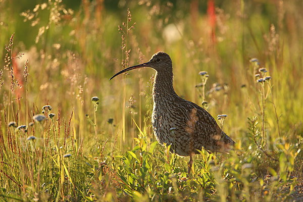 Großer Brachvogel (Numenius arquata)