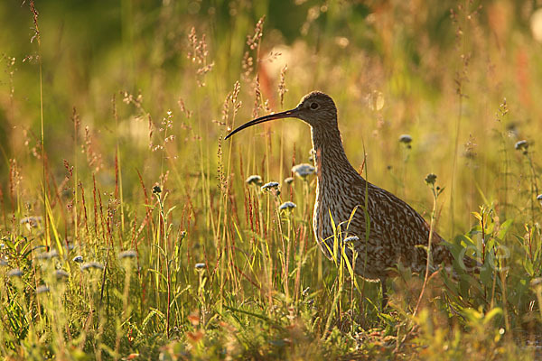 Großer Brachvogel (Numenius arquata)