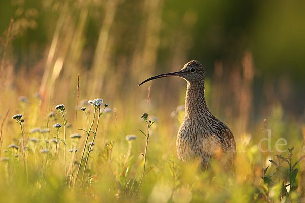 Großer Brachvogel (Numenius arquata)