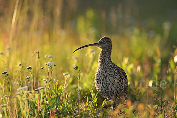 Großer Brachvogel (Numenius arquata)