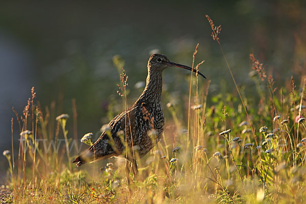 Großer Brachvogel (Numenius arquata)