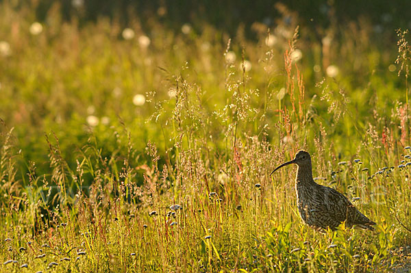 Großer Brachvogel (Numenius arquata)