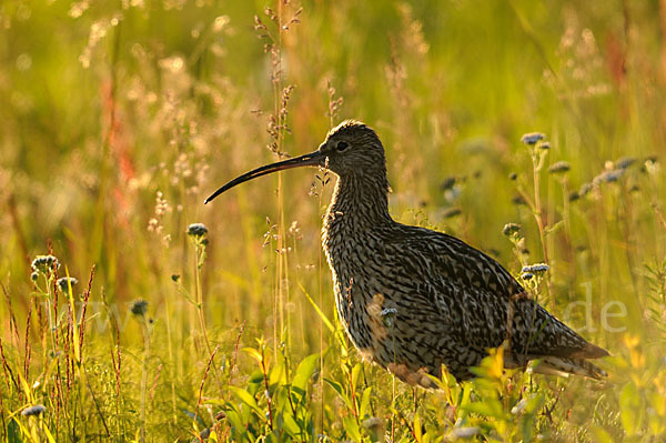 Großer Brachvogel (Numenius arquata)