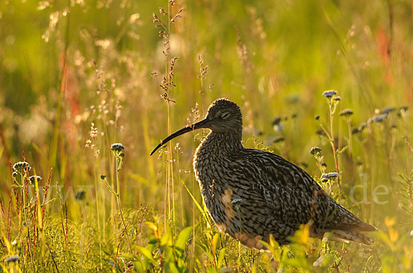 Großer Brachvogel (Numenius arquata)