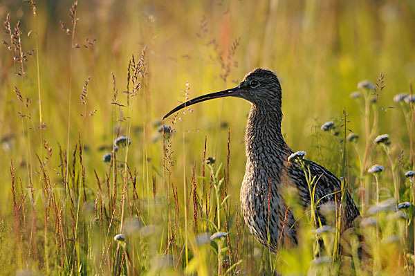 Großer Brachvogel (Numenius arquata)