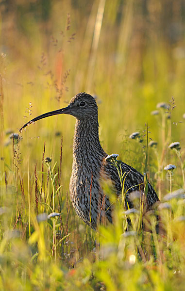 Großer Brachvogel (Numenius arquata)