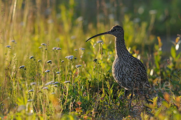 Großer Brachvogel (Numenius arquata)