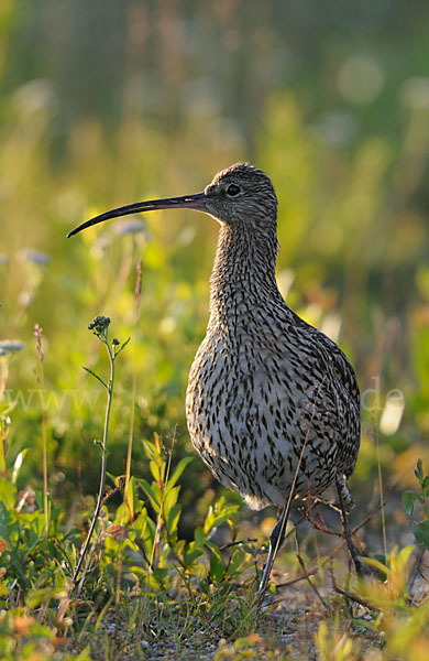 Großer Brachvogel (Numenius arquata)