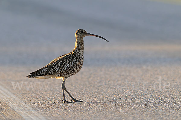 Großer Brachvogel (Numenius arquata)