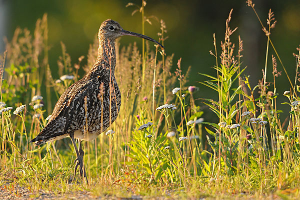 Großer Brachvogel (Numenius arquata)