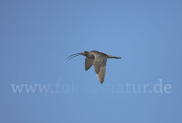 Großer Brachvogel (Numenius arquata)