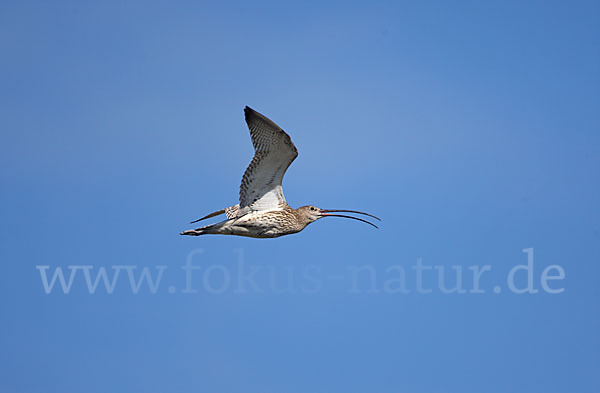 Großer Brachvogel (Numenius arquata)