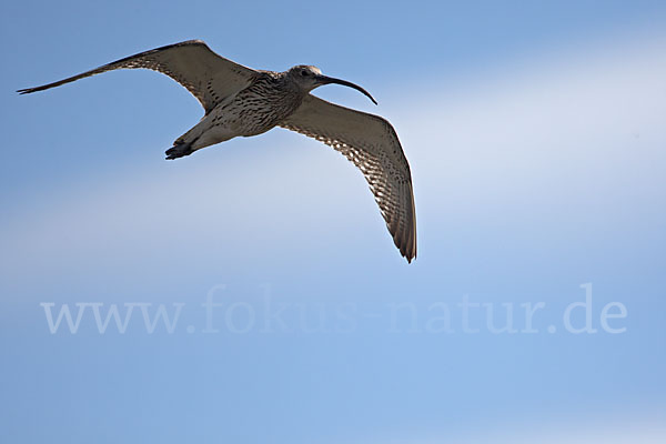 Großer Brachvogel (Numenius arquata)