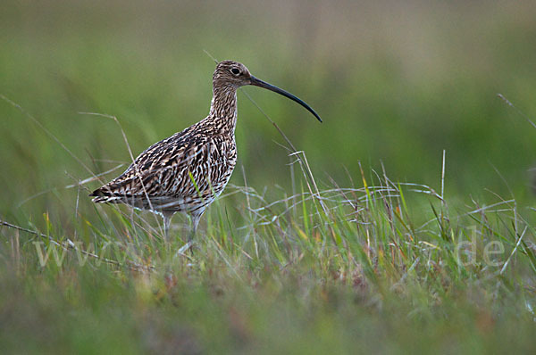 Großer Brachvogel (Numenius arquata)