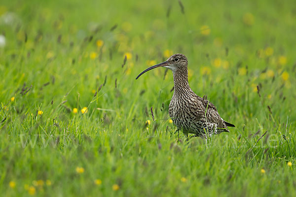 Großer Brachvogel (Numenius arquata)