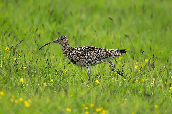 Großer Brachvogel (Numenius arquata)