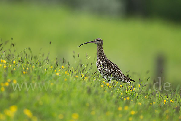 Großer Brachvogel (Numenius arquata)