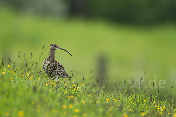 Großer Brachvogel (Numenius arquata)