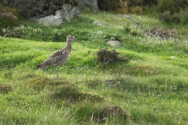 Großer Brachvogel (Numenius arquata)