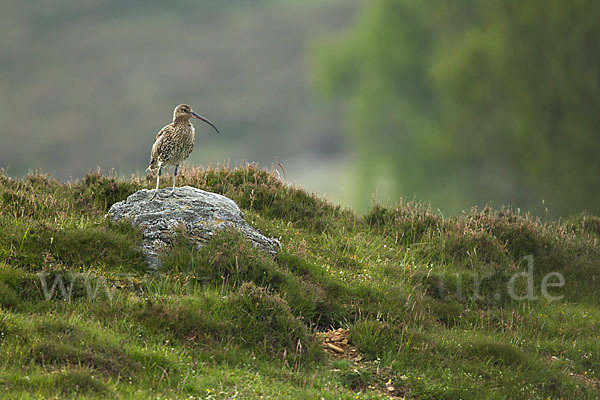 Großer Brachvogel (Numenius arquata)