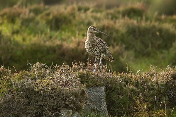 Großer Brachvogel (Numenius arquata)