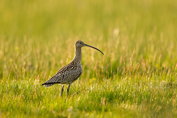 Großer Brachvogel (Numenius arquata)