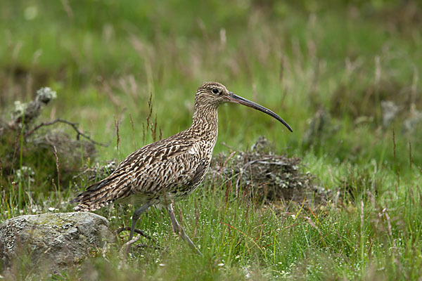 Großer Brachvogel (Numenius arquata)