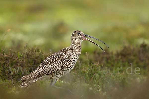 Großer Brachvogel (Numenius arquata)