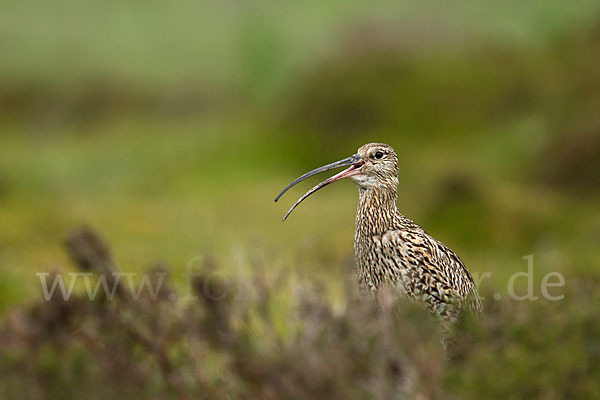 Großer Brachvogel (Numenius arquata)