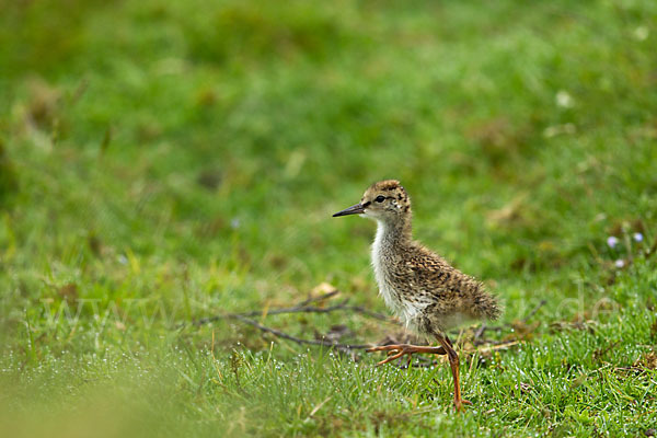 Großer Brachvogel (Numenius arquata)