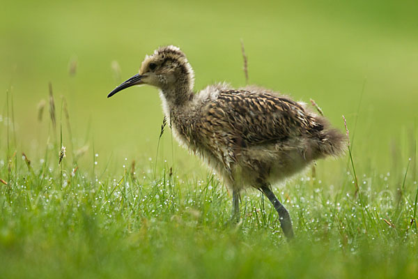 Großer Brachvogel (Numenius arquata)