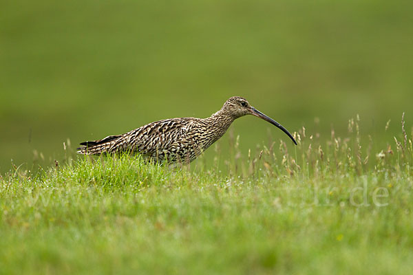 Großer Brachvogel (Numenius arquata)