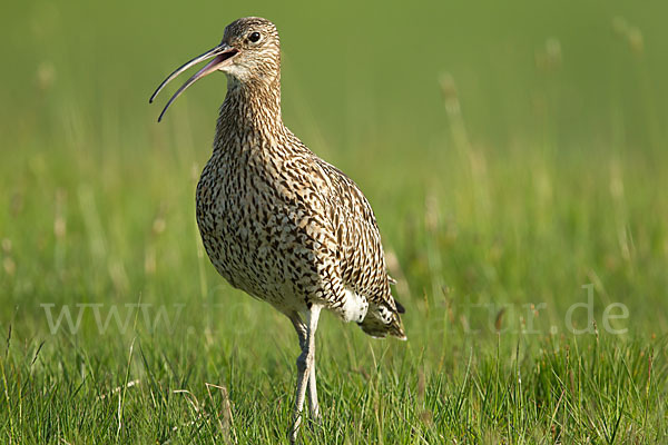 Großer Brachvogel (Numenius arquata)