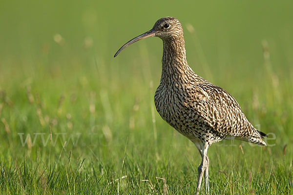 Großer Brachvogel (Numenius arquata)