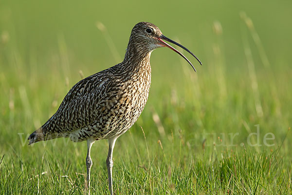 Großer Brachvogel (Numenius arquata)