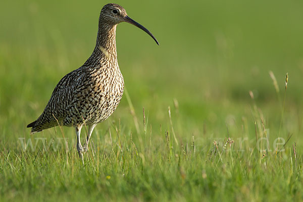 Großer Brachvogel (Numenius arquata)